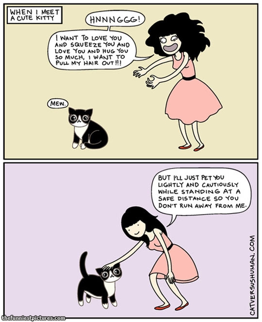 CAT LADY FUNNY QUOTES image quotes at relatably.com