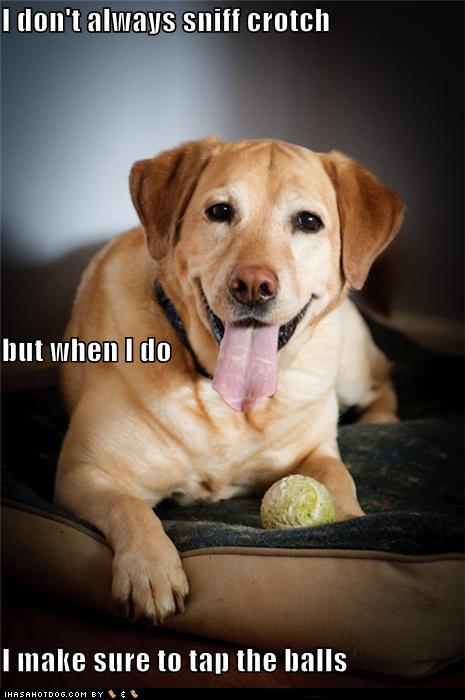 DOG FOOD QUOTES Relatable Quotes Motivational Funny Dog food quotes 