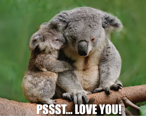 KOALA QUOTES image quotes at relatably.com