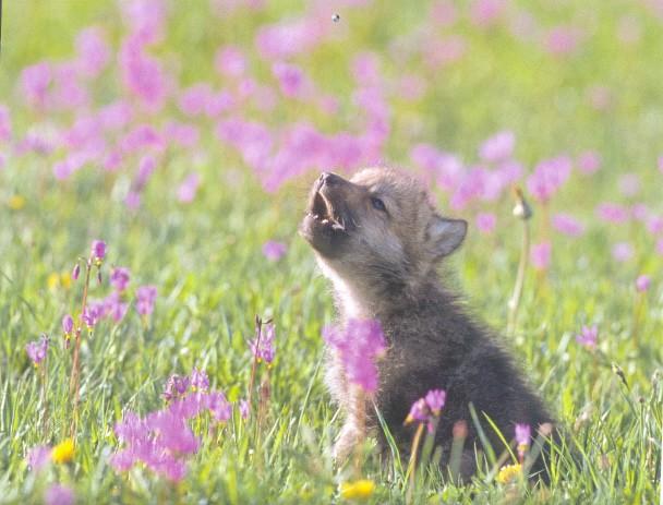 Baby Insanity Wolf blank meme template