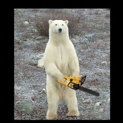 Chainsaw Bear blank meme template
