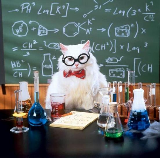 Chemistry Cat blank meme template