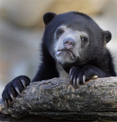 Confession Bear blank meme template