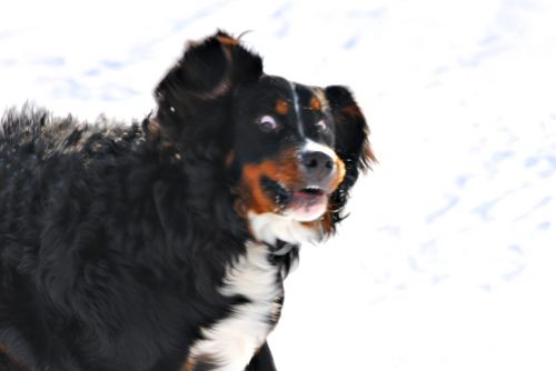 Crazy Dawg blank meme template