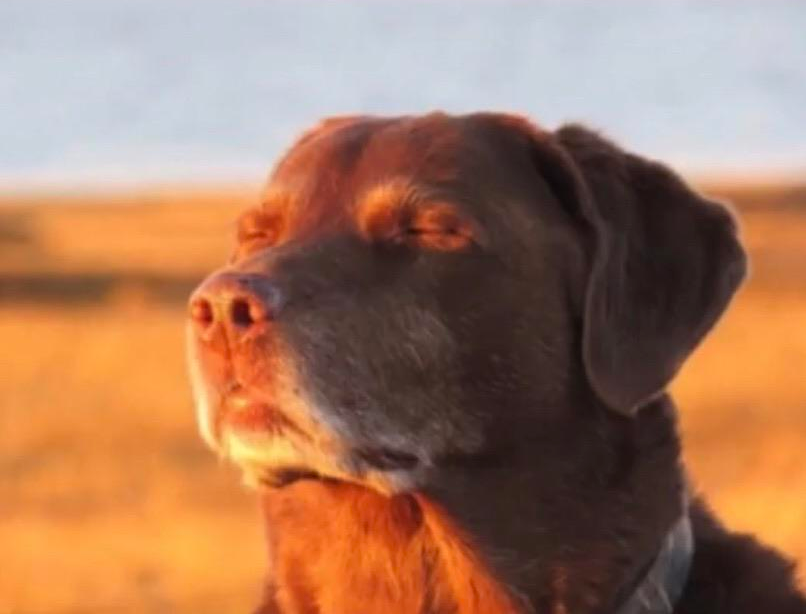 Dog accepting fate blank meme template