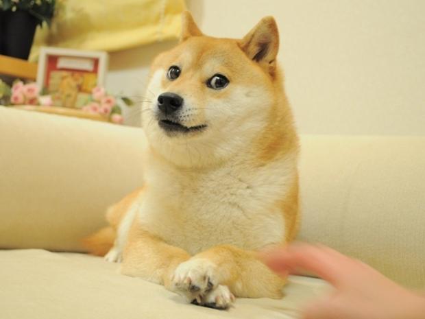 Doge 2 blank meme template