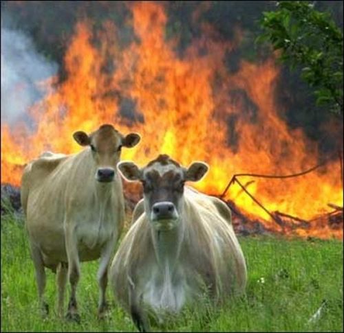 Evil Cows blank meme template