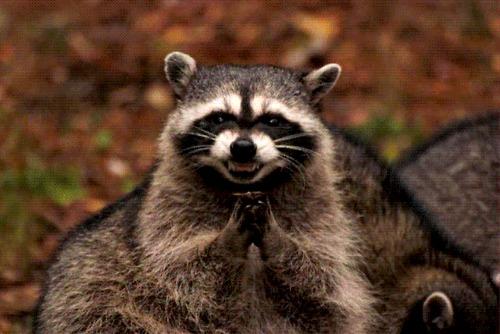 Evil Plotting Raccoon blank meme template