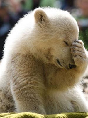 Facepalm Bear blank meme template