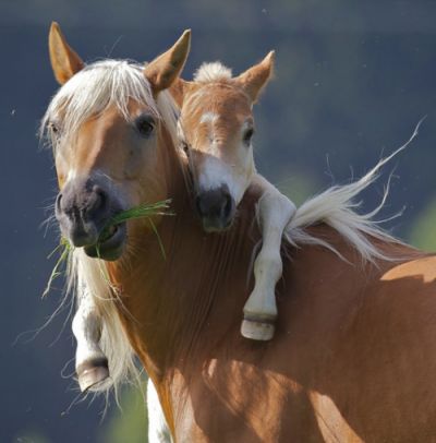 Foal Of Mine blank meme template
