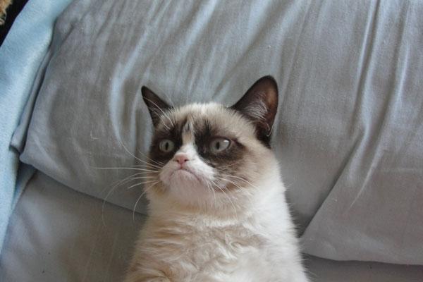 Grumpy Cat Bed blank meme template