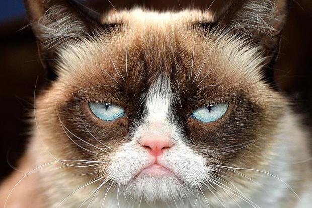 Grumpy Cat Not Amused blank meme template