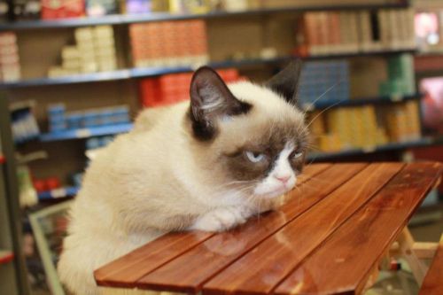 Grumpy Cat Table blank meme template