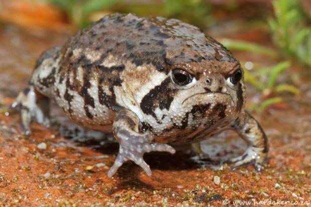Grumpy Toad blank meme template