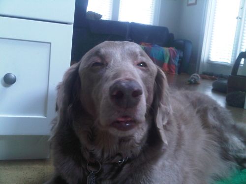 High Dog blank meme template