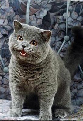 I can has cheezburger cat blank meme template