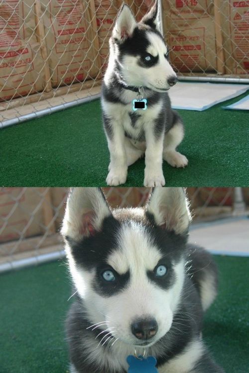 Insanity Puppy blank meme template