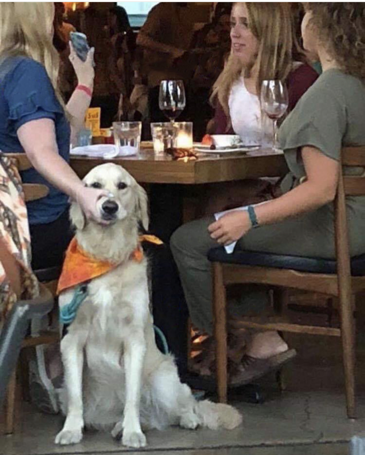 Lady holding dog mouth closed blank meme template