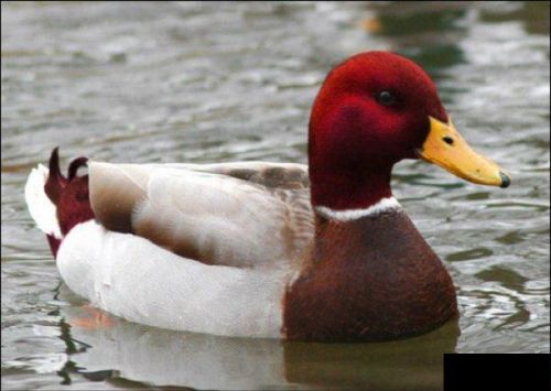Malicious Advice Mallard blank meme template