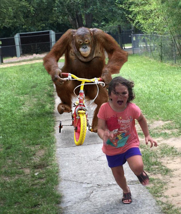 Orangutan chasing girl on a tricycle blank meme template