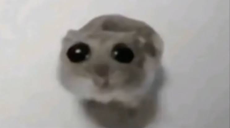 Sad Hamster blank meme template