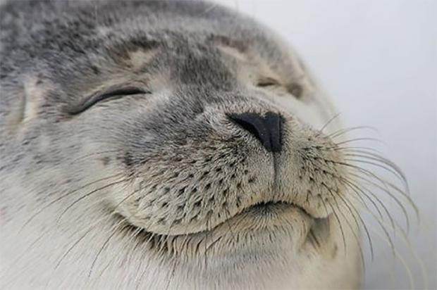 Satisfied Seal blank meme template