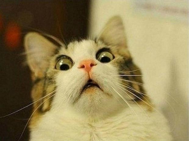 Scared Cat blank meme template