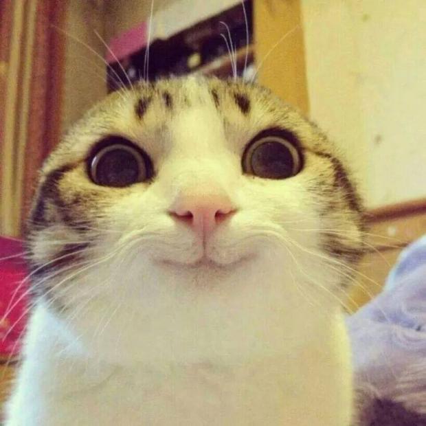 Smiling Cat blank meme template