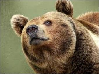 Smug Bear blank meme template