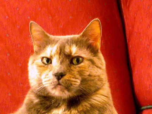 Suspicious Cat blank meme template