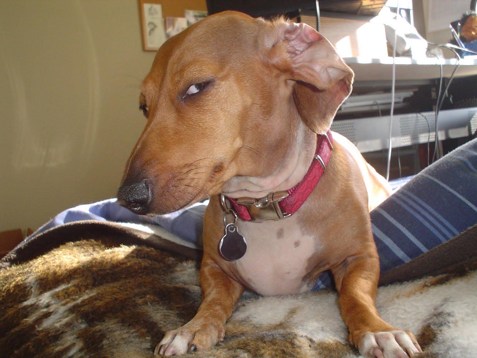 Suspicious Dog blank meme template