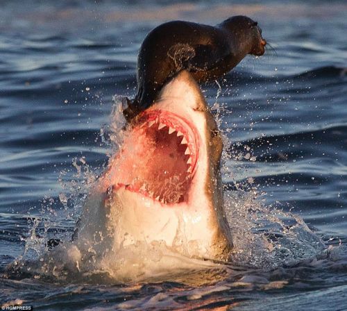 Travelonshark blank meme template