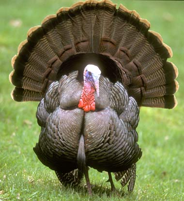 Turkey blank meme template