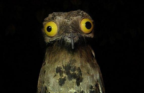 Weird Stuff I Do Potoo blank meme template