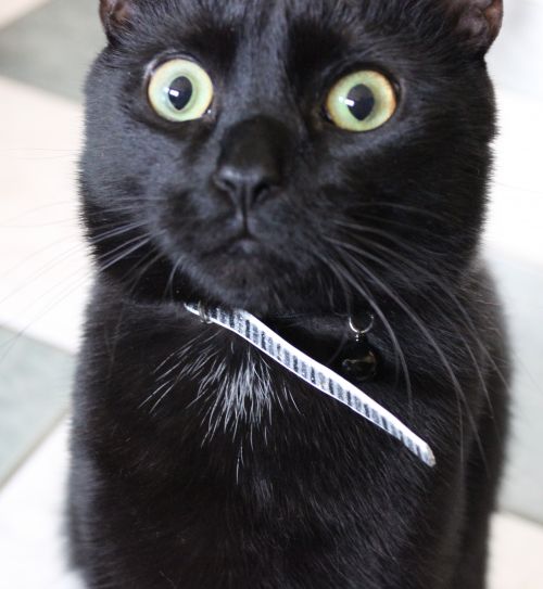 Woah Kitty blank meme template