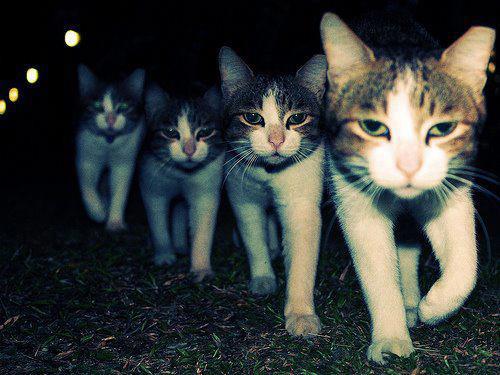 Wrong Neighboorhood Cats blank meme template