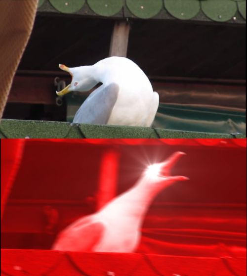 screaming seagull blank meme template