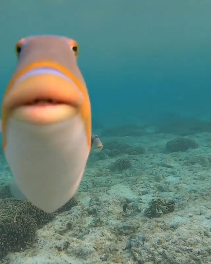 staring fish blank meme template