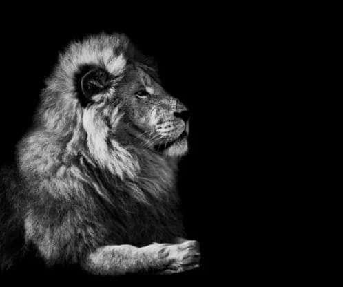 the lion.. blank meme template