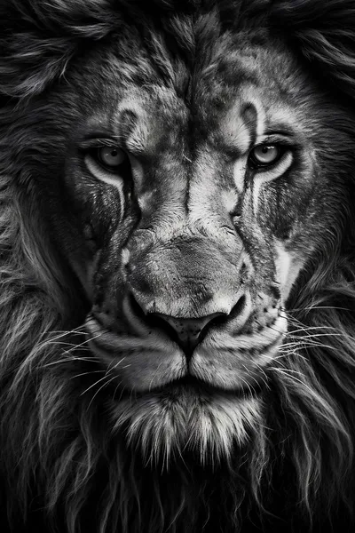 A lion doesn’t concern himseld meme template