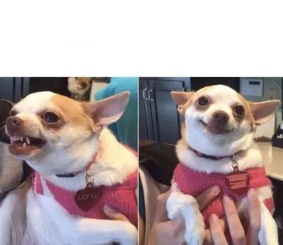 angry chihuahua happy chihuahua blank meme template