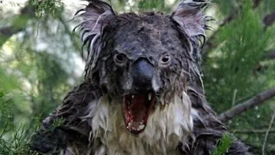 Angry Koala blank meme template