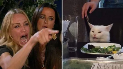 Angry lady cat blank meme template