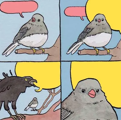 Annoying Crow blank meme template