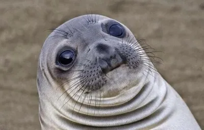 Awkward Moment Sealion blank meme template