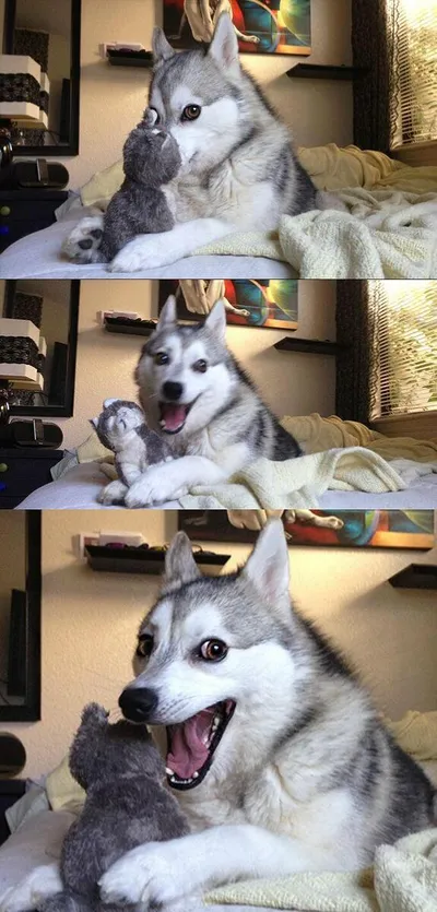 Bad Pun Dog blank meme template