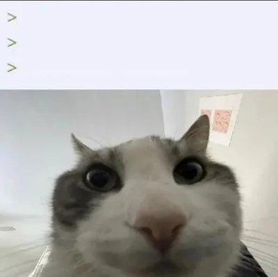 Cat looks inside blank meme template