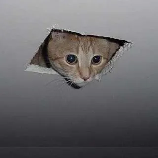 Ceiling Cat blank meme template