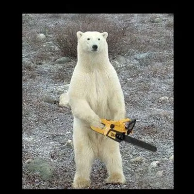 Chainsaw Bear blank meme template