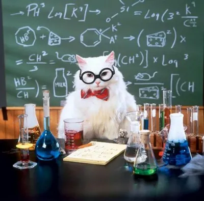 Chemistry Cat blank meme template